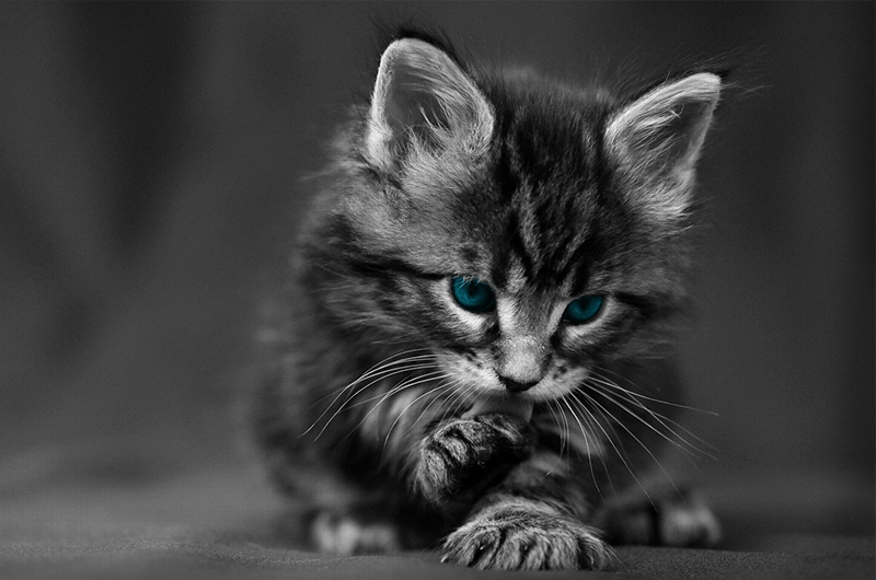 Cras gravida tristique odio sit